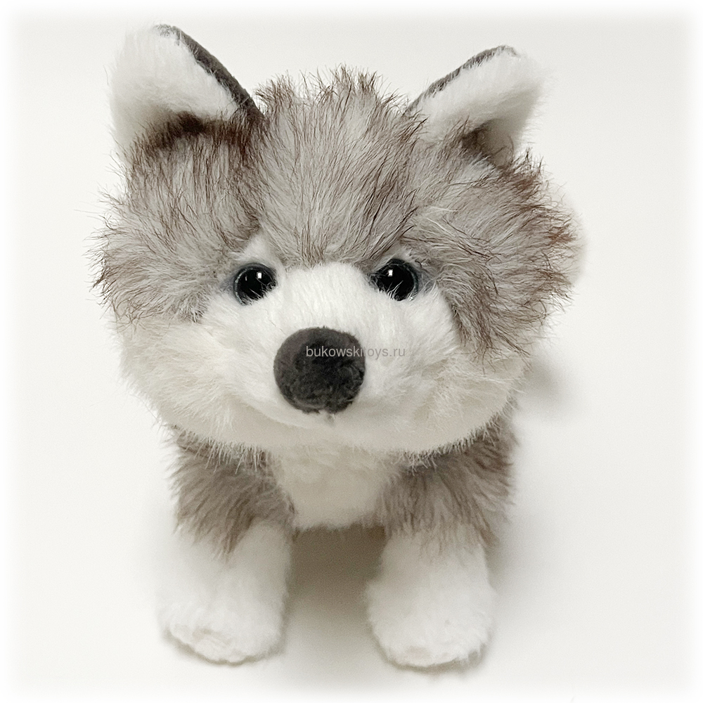  Baby Husky, 15  (,  1)